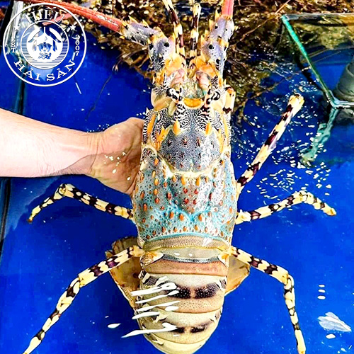 Tôm Hùm Bông sống (size 1kg)