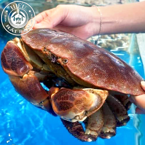 Cua Nâu Nauy sống (0,7 - 1,2 kg)