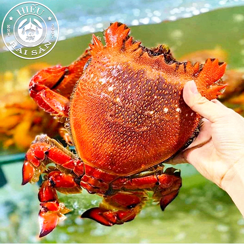 Cua huỳnh đế (0.8 - 1.5kg)