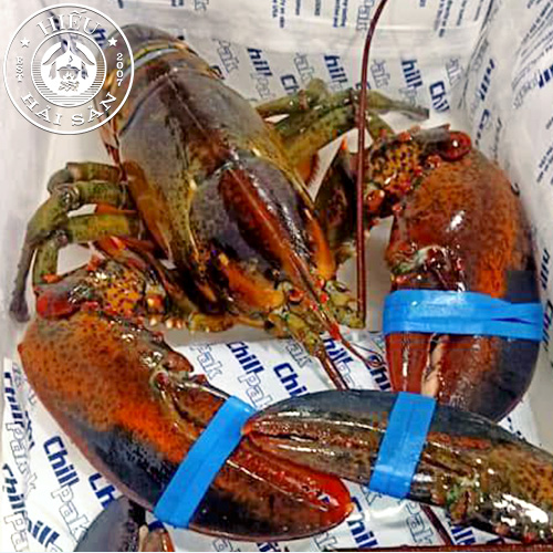 Tôm hùm Alaska (1–3 kg /con)