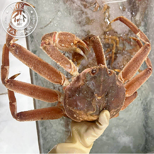 Cua Tuyết sống (1.2 - 1.6kg)