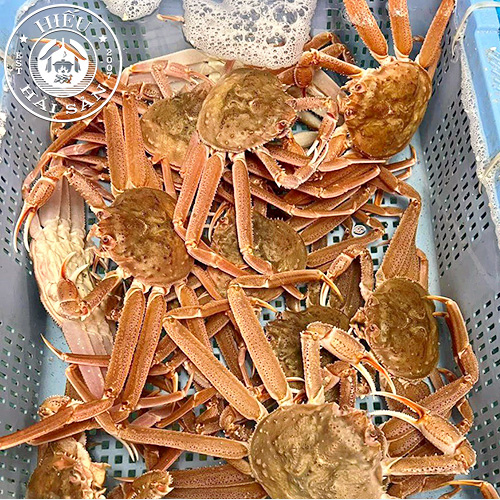Cua Tuyết sống (1.2 - 1.6kg)
