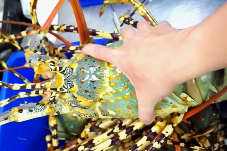 Giao Tôm Hùm sống cân 3kg tại Sài Gòn