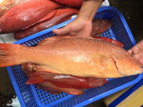 Cung Cấp Cá Mú Đỏ Uy Tín - Giao cá sống tại Bình Mỹ