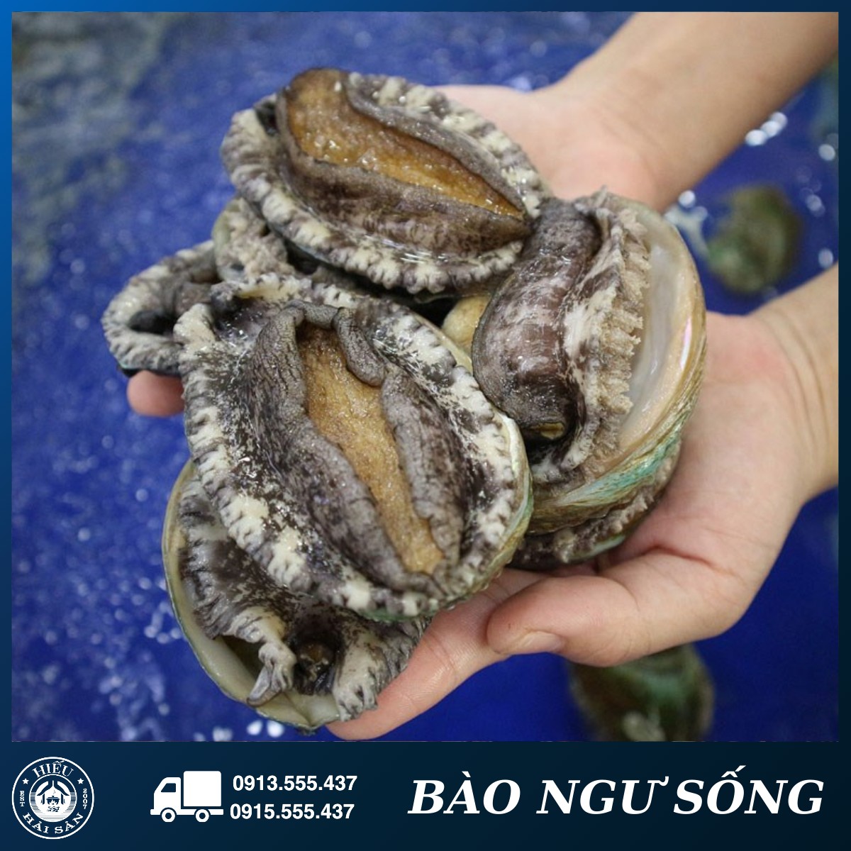 Bào ngư Hàn Quốc sống