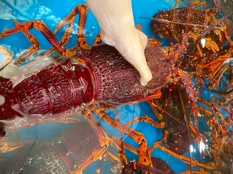 Tìm Hiểu Tôm Hùm Tây Úc Nhập Khẩu Tại TP.HCM