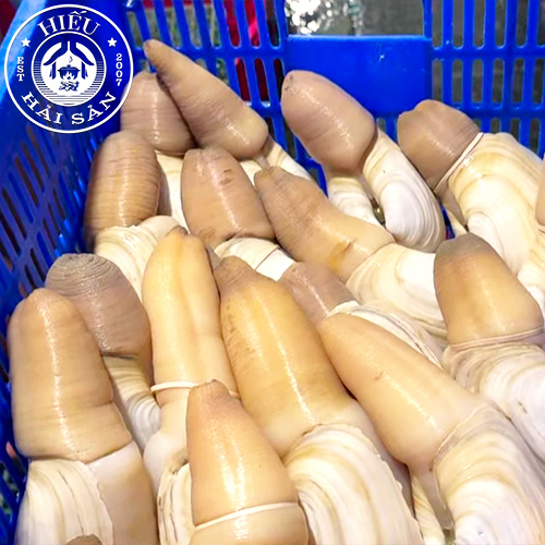 Ốc Vòi Voi Canada (vàng)