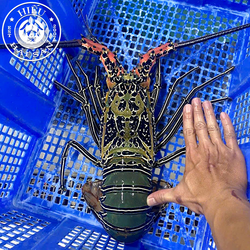 Tôm Hùm Xanh (3 con)