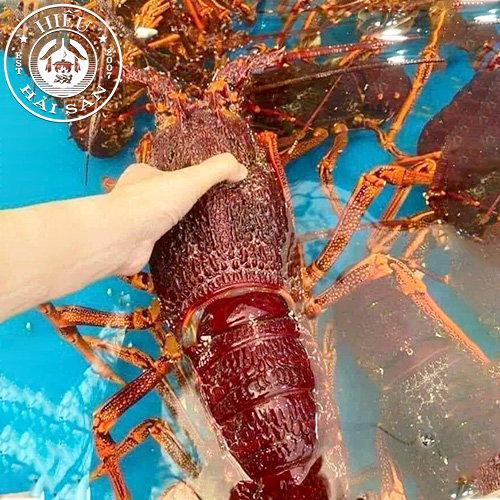Tôm hùm đỏ Úc (1 - 2 kg)