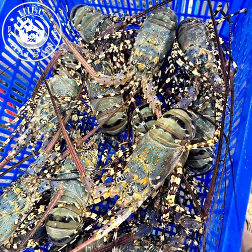 Tôm Hùm Bông sống (size 1kg)