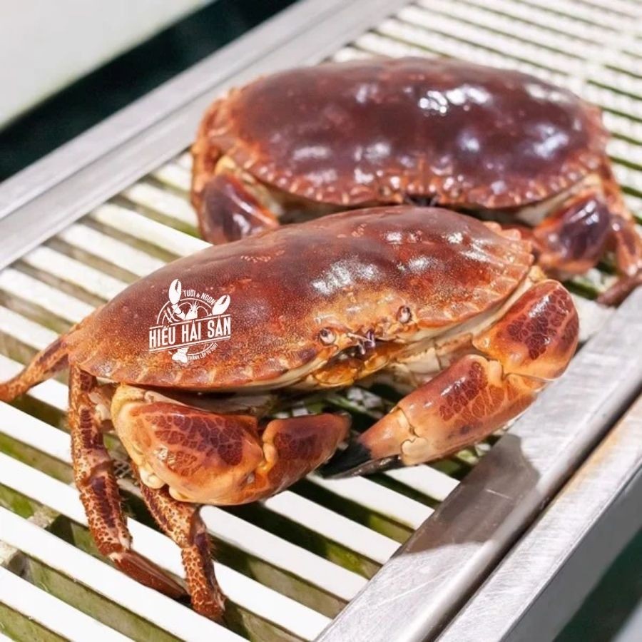 Cua Nâu Nauy sống (0,7 - 1,2 kg)