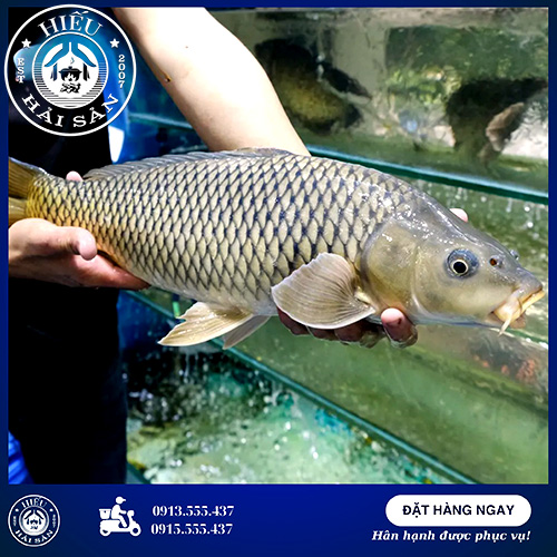 Cá chép giòn (1,8 — 3,6 kg)