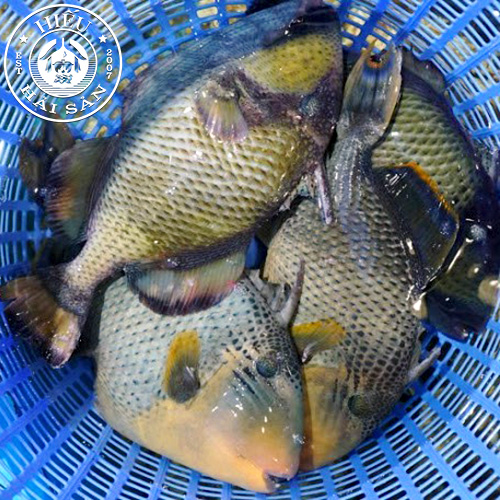 Cá Bò Giáp (1,5—4 kg)