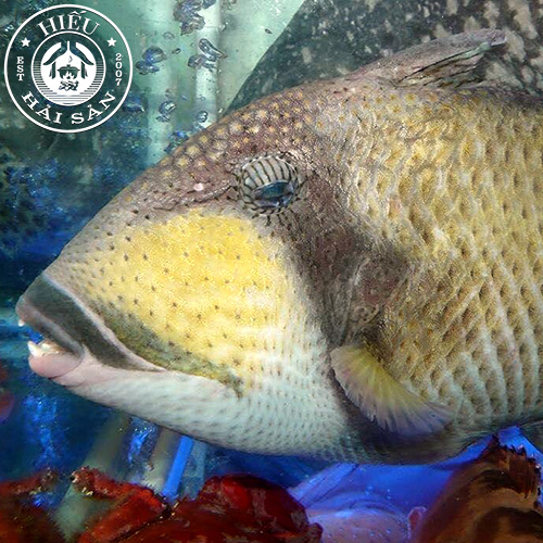 Cá Bò Giáp (1,5—4 kg)