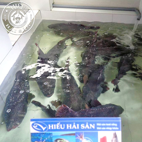 Cá Mú Nghệ (15 - 30 Kg)