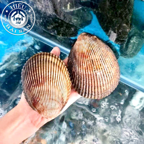 Sò Dương sống (4—7 con)