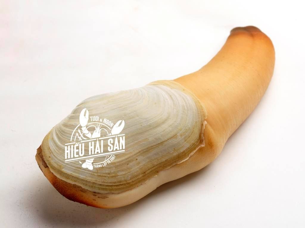 Tận Mắt Xem Ốc Vòi Voi 