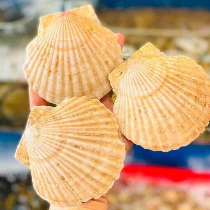 Sò điệp Nhật sống (4—6 con)