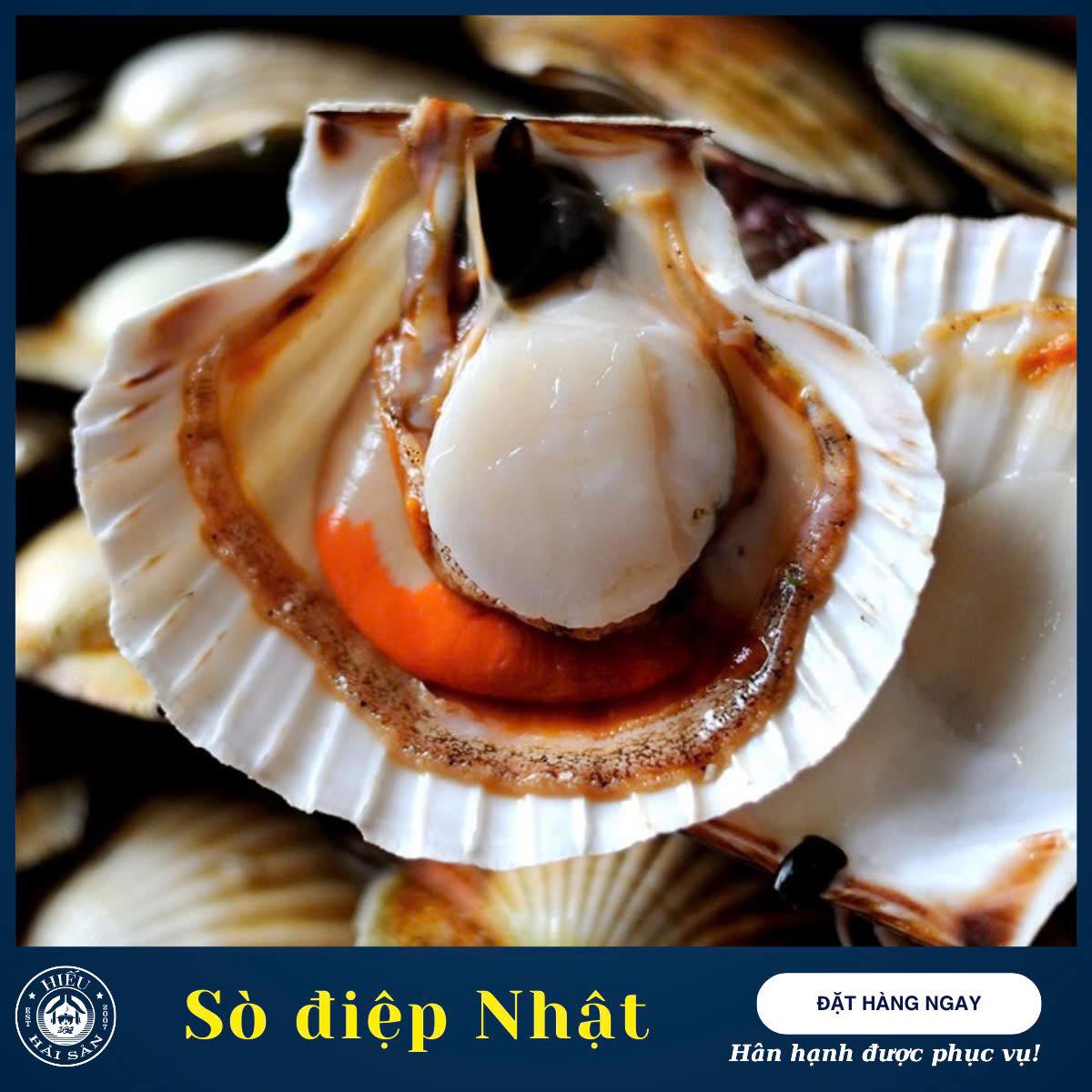 Sò điệp Nhật sống (4—6 con)