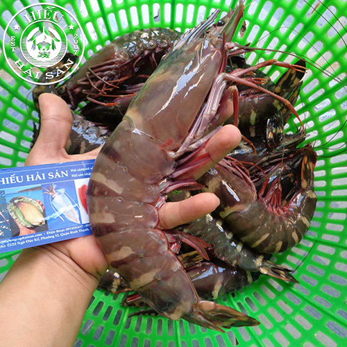 Tôm Sú Mẹ (5 - 8 con/kg)