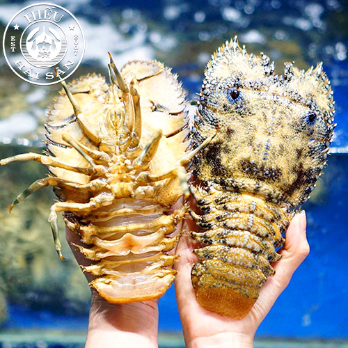 Tôm mũ ni đen (3—5 con)