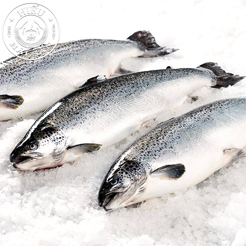 Cá hồi Nauy nguyên con