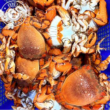 Cua huỳnh đế (0.8 - 1.5kg)
