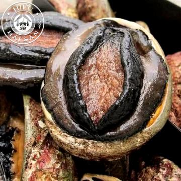 Bào ngư viền đen Úc