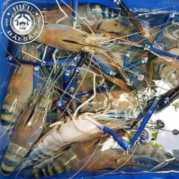 Tôm Càng Xanh (5—6 con/kg)