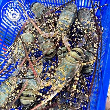 Tôm Hùm Bông sống (size 1kg)