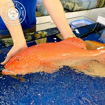 Cá Mú Đỏ (2 - 5 Kg)