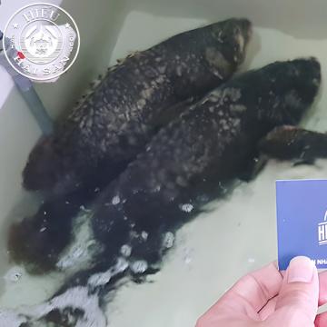 Cá Mú Nghệ (15 - 30 Kg)