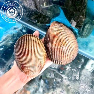 Sò Dương sống (4—7 con)