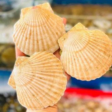 Sò điệp Nhật sống (4—6 con)