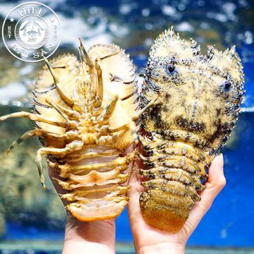 Tôm mũ ni đen (3—5 con)